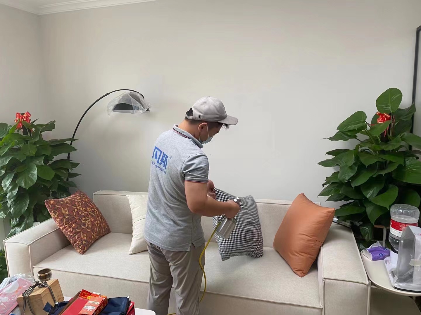 發(fā)財竹能吸甲醛嗎